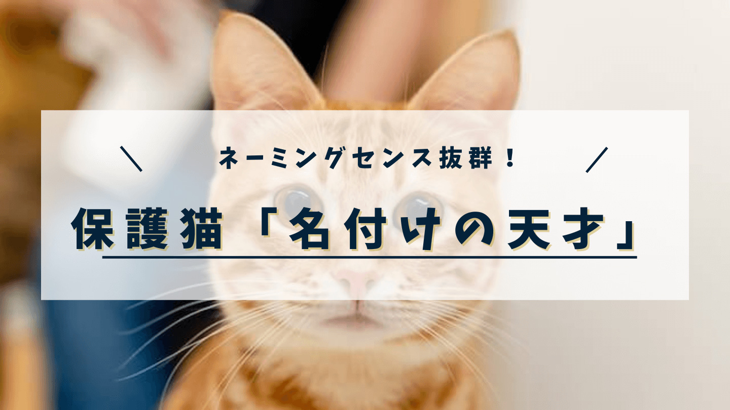 保護猫の「名付けの天才」と言われているのは奈良市保健衛生課のだれ？